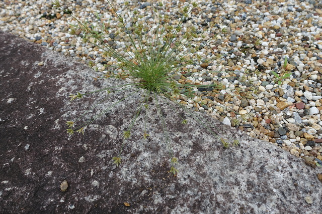 ハリセンボン　ハリイ (4)