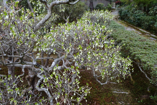 ドウダンツツジ　花　山門１ (3)