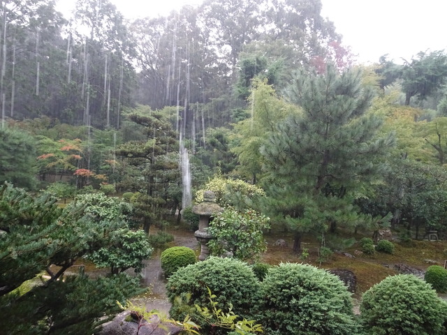 大雨　庭 (6)