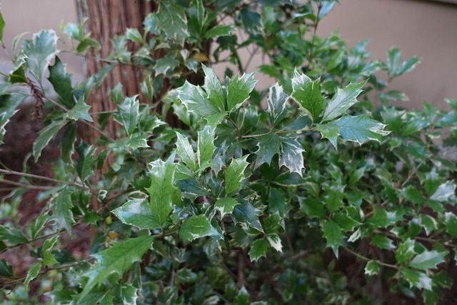 斑入り　ヒイラギ　池東 (1)