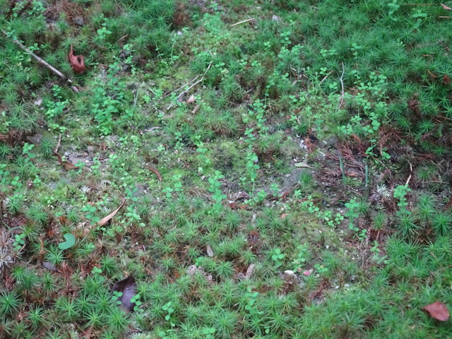 雑草　苔の間　掃除ビフォーアフター (4)
