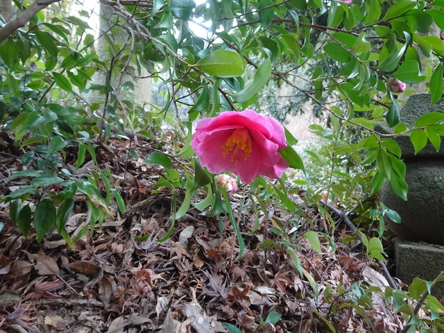 山茶花　花紅八重　恥ずかしがり (4)