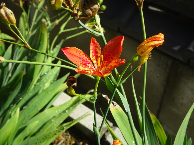 最後の檜扇の花　と実 (8)
