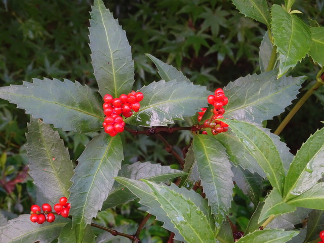 千両　早い赤実 (2)