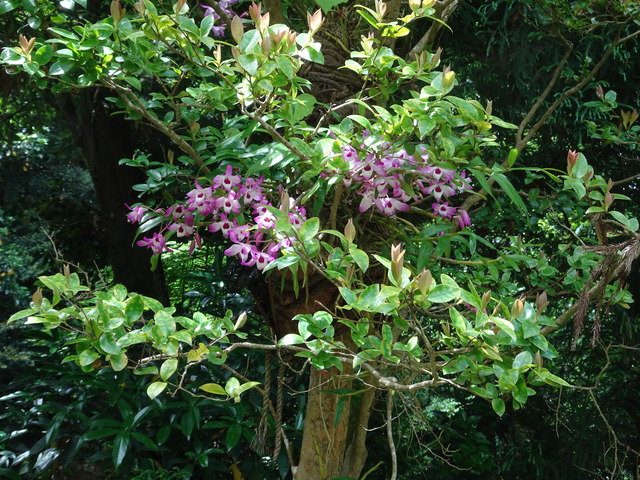 石斛　長生蘭　240508 (2)