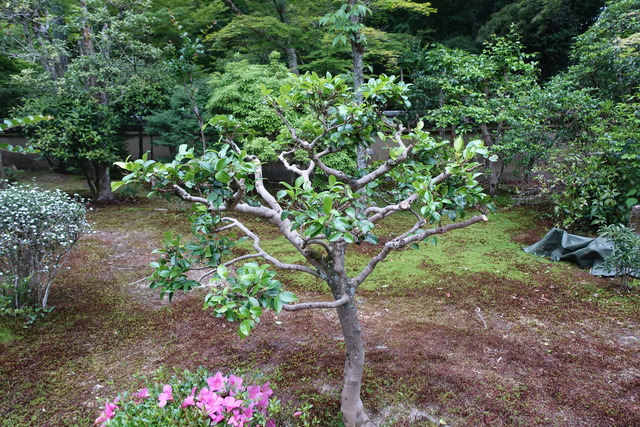 ビフォーアフター　山茶花　庭 (7)