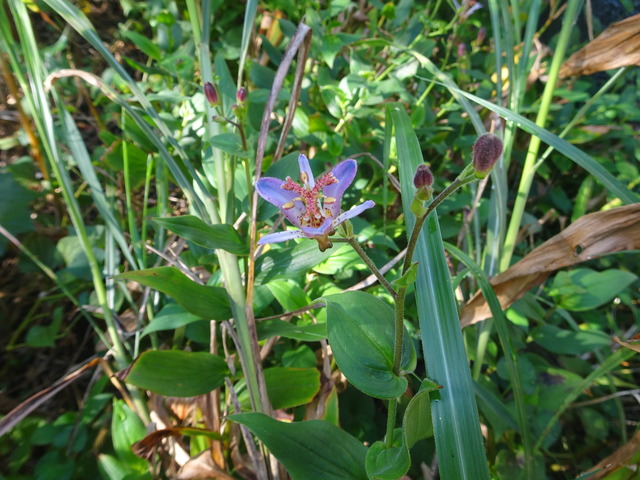 ホトトギス　開花直ぐ (3)