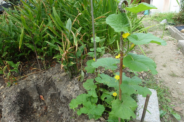 ？？　裏庭　・・瓜？ (1)