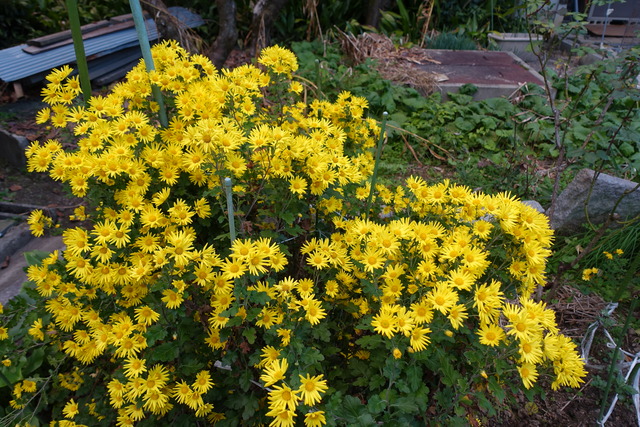 菊　小菊裏庭　黄色満開 (1)