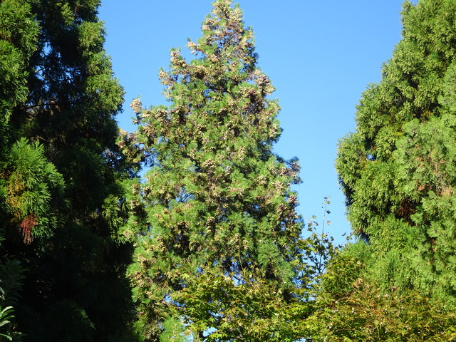 ビャクダン　花芽の花粉（１０月） (2)