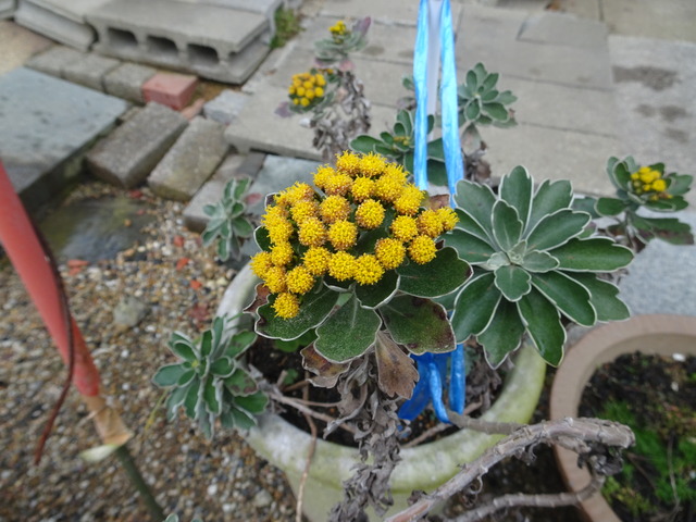 磯菊　鉢　裏庭 (1)