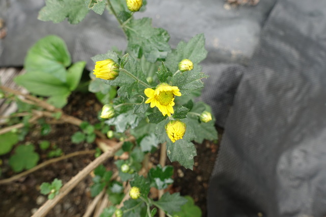 小菊　黄花　蕾黄１ (2)