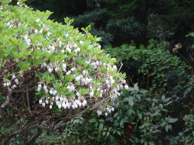 どうだんつつじ　花白 (3)