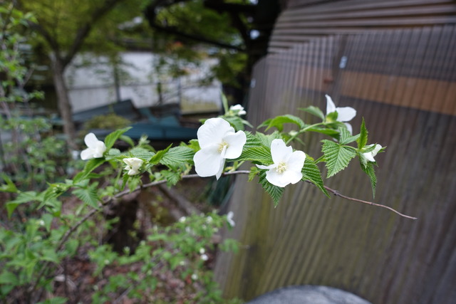 白山吹　漆小屋　白の花　実 (1)