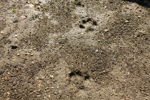 動物の足跡 (1)