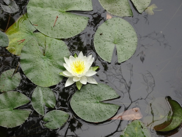 水蓮　花アップ (2)