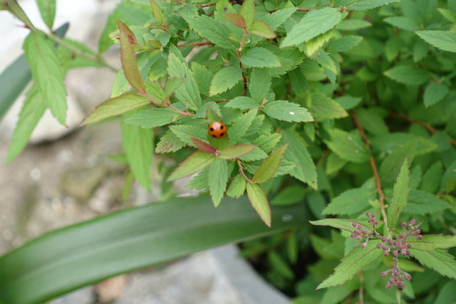 テントウムシ (1)