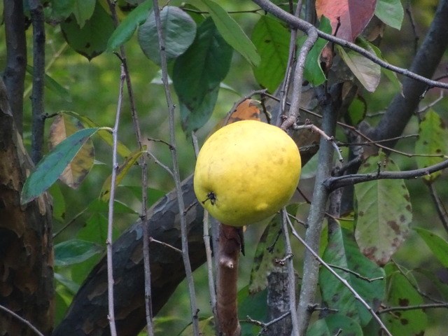 花梨　庭　全体アップ (4)