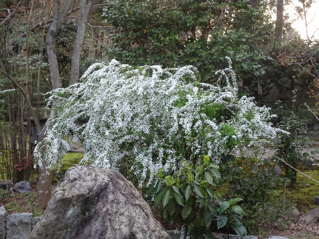 雪柳花白日本庭園