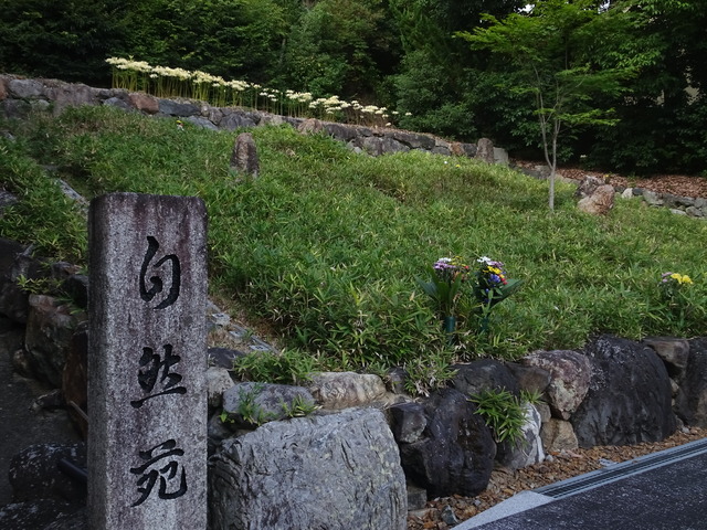 彼岸花　白　満開　自然苑　241007 (9)