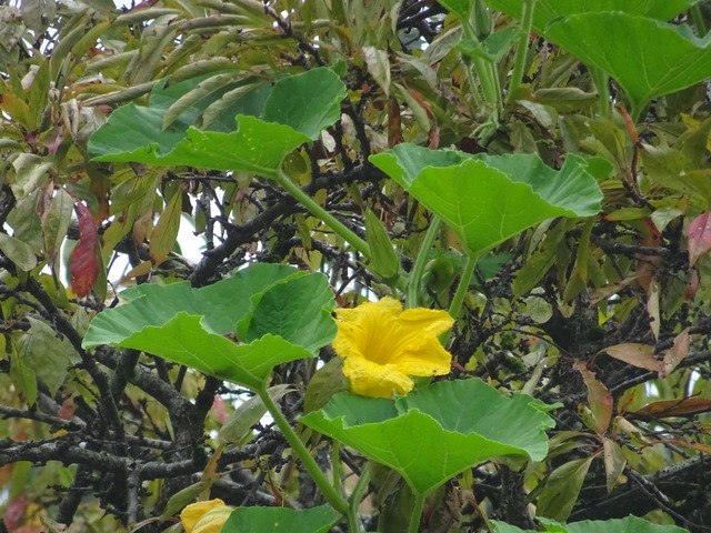 カボチャ　最後の努力 (3)