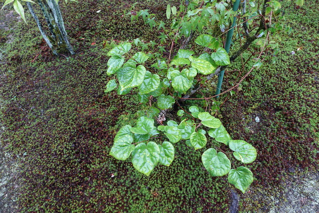 花すおう　新芽　 (1)