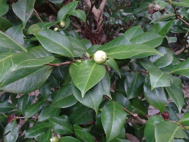 椿　白　蕾緩む１ (2)