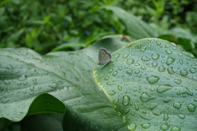蝶々　カラー葉上　裏庭１ (4)