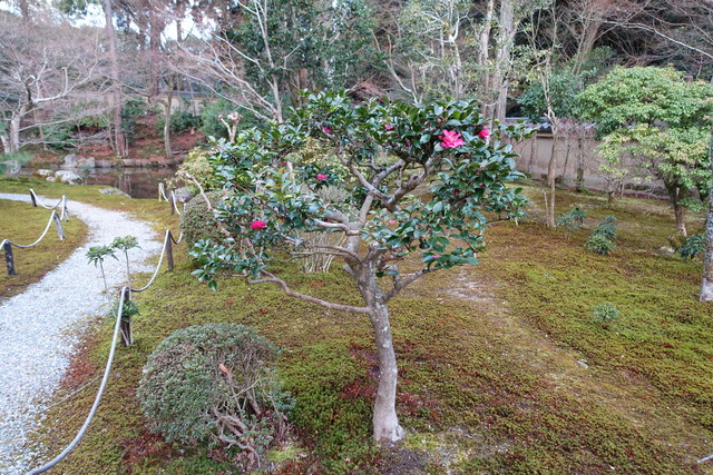 山茶花　赤　花アップ (5)