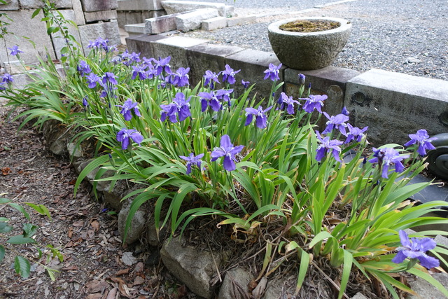 イチハツ　全体花