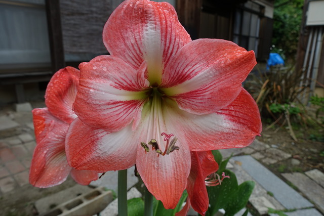 アマリリス　紅大輪　花 (2)