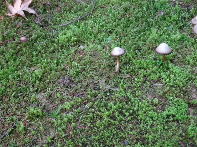 キノコ　苔の上　池排水橋横 (2)