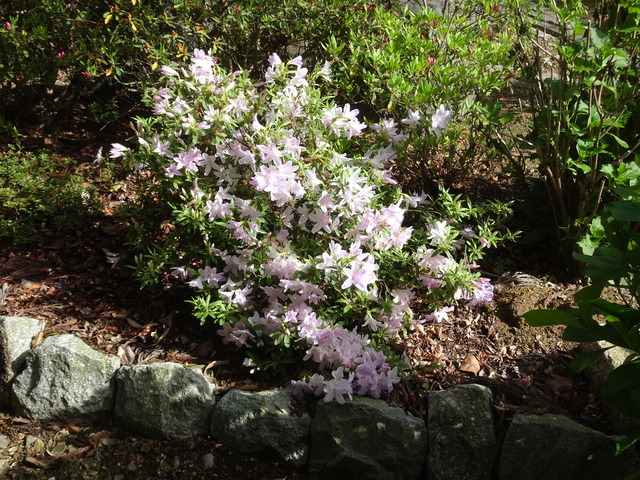 ツツジ　白　日本庭園 (1)