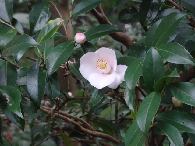 山茶花　ピンク　花満開+一輪　参道 (3)