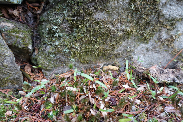 紅葉　発芽　溝 (2)