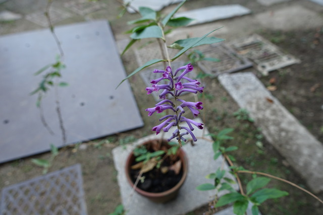 紫の花　鉢植え（山門小門の横同じ）ブッドレアピンク (9)