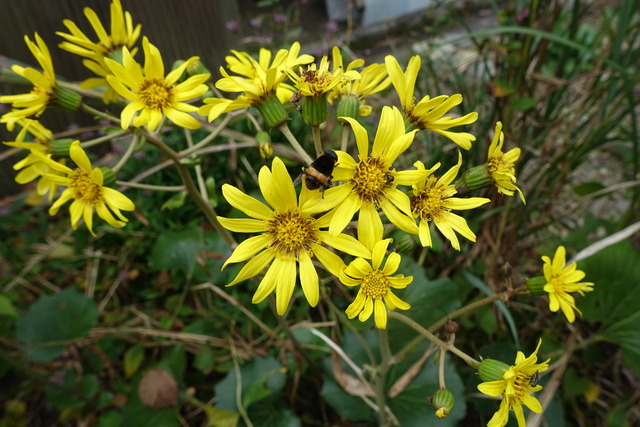 ツワブキ　黄花 (3)