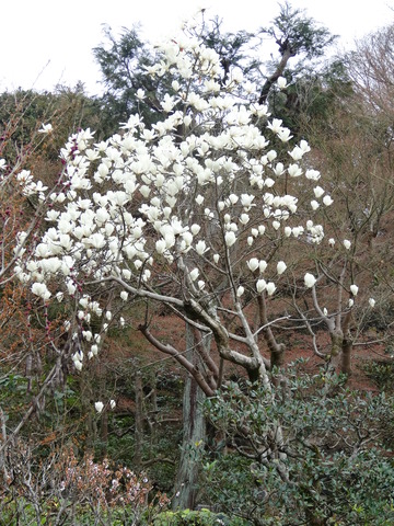 ハクモクレン (8)