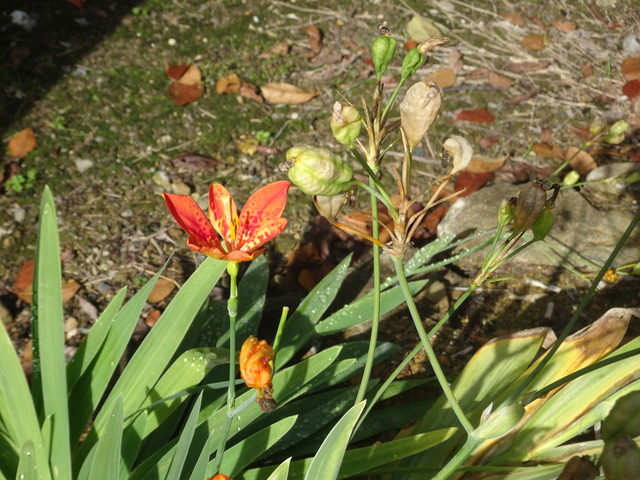 最後の檜扇の花　と実 (7)