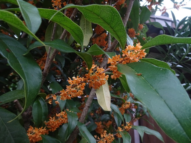 金木犀　満開　2410 (5)