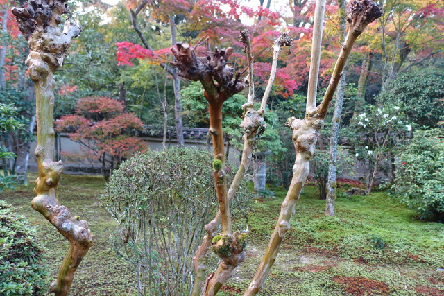 百日紅　枝切後　瘤 (5)