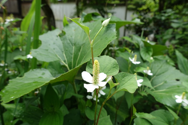 ドクダミ　花２ (4)