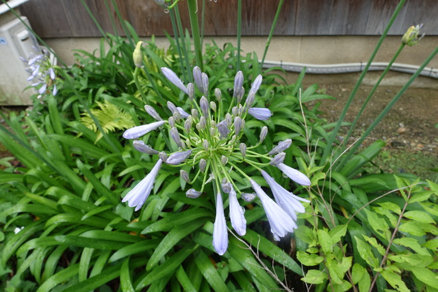 アガパンサス　藤色花　本堂トイレ西 (1)