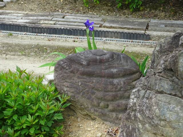 亀　簪　イチハツ　亀回り