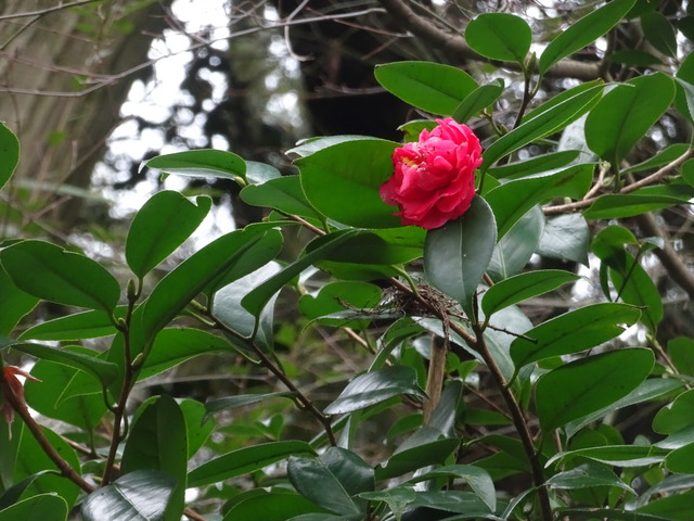 椿　紅八重　花 (2)
