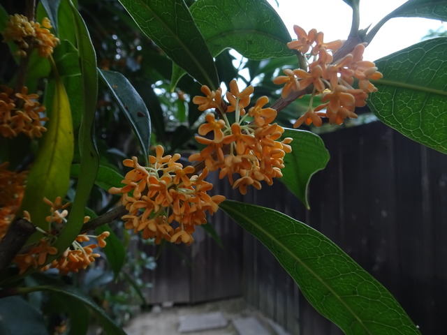 金木犀　満開　2410 (6)