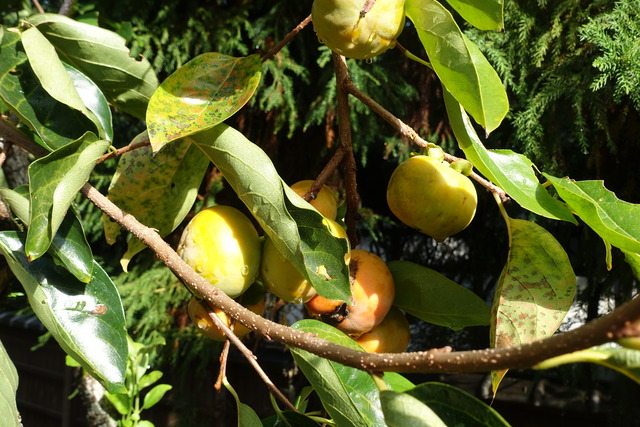 甘柿　熟し始め (1)