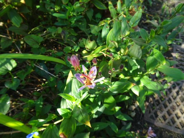 ホトトギス　開花直ぐ (2)