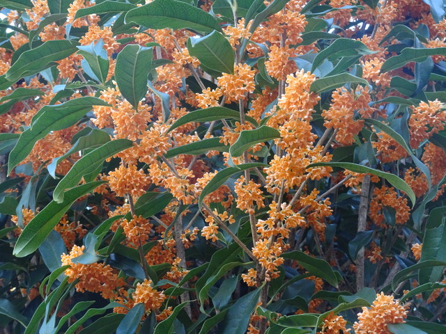 金木犀　花　満開綿菓子 (7)