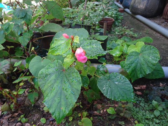 シュウカイドウ　ピンク花 (1)